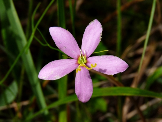 {Sabatia campanulata}